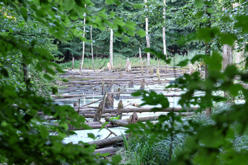 Waldsee mit niedrigem Wasserstand