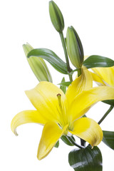 Lilies isolated over white background