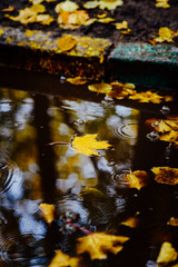 in the Park of yellow leaves lie in a puddle