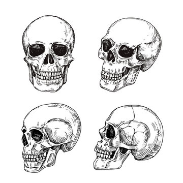 Human skull. Hand drawn skulls. Sketch vintage death tattoo vector design isolated