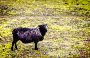 Icelander black sheep