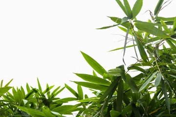 green bamboo leaf , green tropical foliage texture isolated on white background of file with Clipping Path .