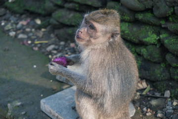 Fototapeta premium Ubud Sacred Monkey Forest