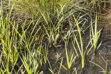 pieces of grass in water
