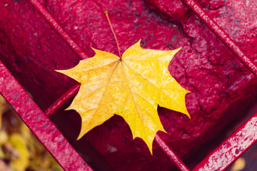 a yellow maple leaf lies on a red lattice