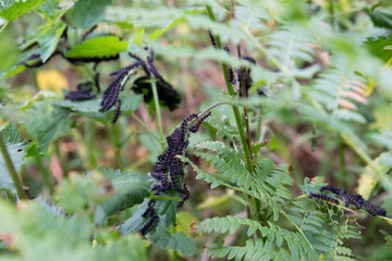 close up on butterfly larva eating a leaf