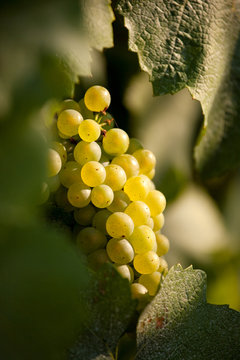 Grappe de raisin dans la lumi&egrave;re