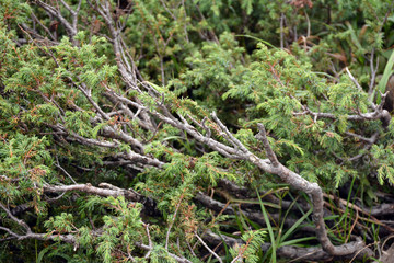 Beautiful lush spruce in the Carpathians