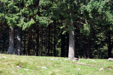 Fototapeta premium Beautiful lush spruce in the Carpathians