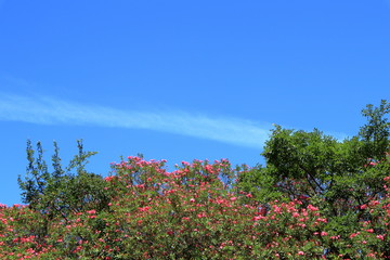 大阪　公園の花