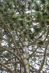 coniferous tree, view of the branches