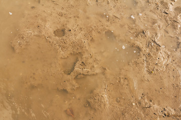 Mud in a mangrove forst in malaysia
