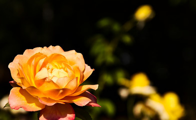 Yellow and orange flower and yellow ones at the back