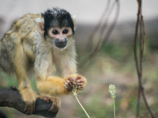 Black-capped squirrel monkey