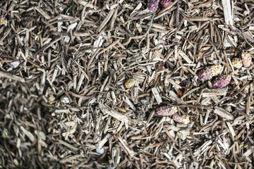 mulch for flowers from withered plants,