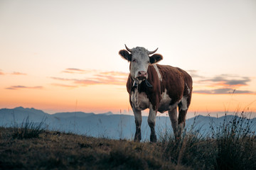 Kuh bei Sonnenuntegang auf Alm