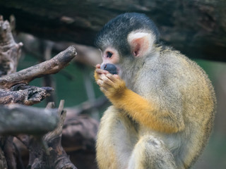 Black-capped squirrel monkey