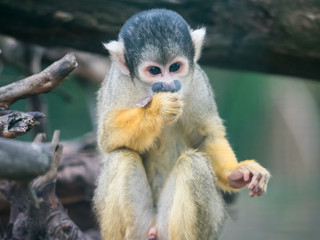 Black-capped squirrel monkey