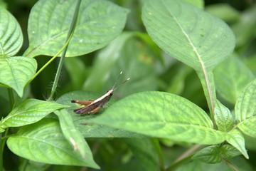 Brown grasshopper on a leaf with green background nature.