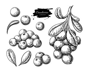 Cranberry vector drawing. Isolated berry branch sketch on white  - 219119418