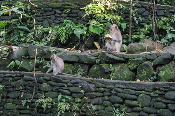 Ubud Sacred Monkey Forest