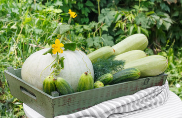 Harvest of ripe cucumber squash and pumpkin in  wooden box on  wooden table