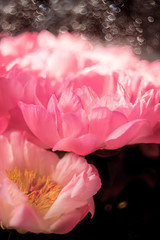 Delicate pink peonies flowers close-up. Selective gentle focus.

