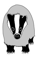 Dachs, Dachse, Vektor, Dachs von vorne, meles meles, badger, grimbart, schwarz, weiß, grau, Natur, Wald © Uwe