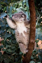 Koala reaching for gum leaves