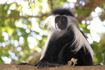 Colobo Affe schwarzweiß Kenia Afrika 