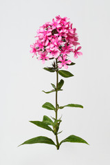Inflorescence pink phlox isolated on a gray background.
