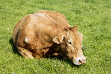 The red cow lies on the grass in the sun