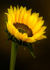 Sunflower, with plain background © mickblakey