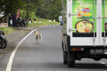 Dog in front of a truck