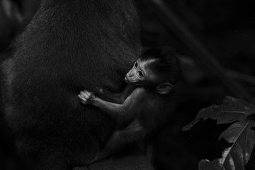 Baby monkey with its mother - Powered by Adobe