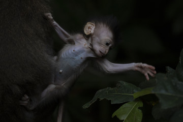 Baby monkey trying to eat