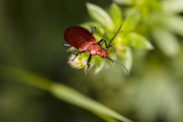 Cucujus cinnaberinus, beetle from the family of crimson, beautiful red color, close up
