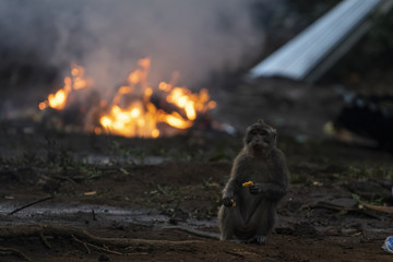 Monkey standing next to a fire in the forest