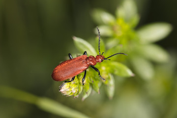 Cucujus cinnaberinus, beetle from the family of crimson, beautiful red color