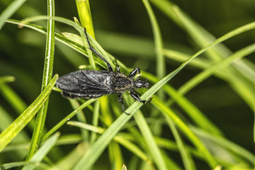 Reduvius personatus, big black insect sitting on the grass