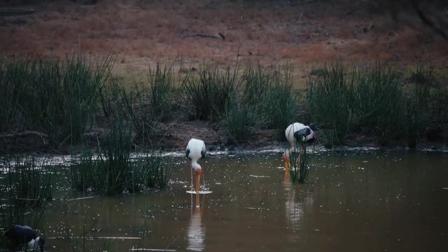 Asian openbill on lake