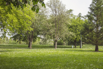Fototapeta na wymiar trees and grass in a city park