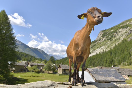 brown goat in the top of a rock in front of a alpine village