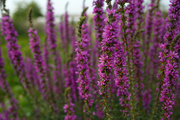 A lush bush on the farm, with beautiful violet flowers
