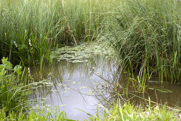 green forest lake