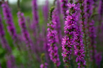 A lush bush on the farm, with beautiful violet flowers