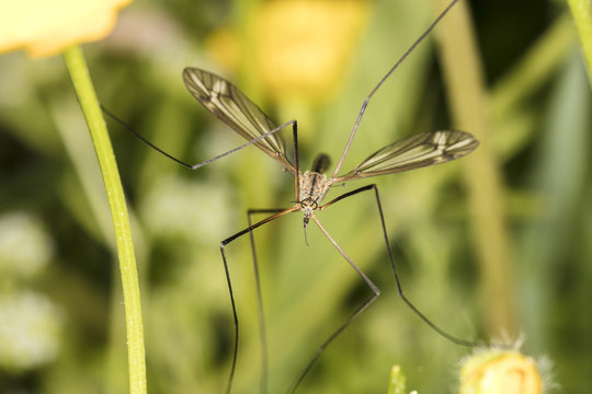 Tipula oleracea, big insect from the dipteran family, similar to a mosquito, close up