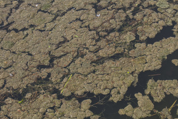 moss on the water,