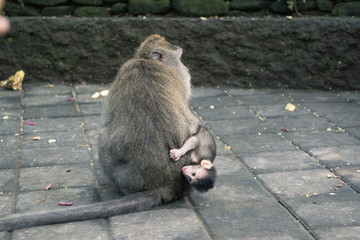 Ubud Sacred Monkey Forest