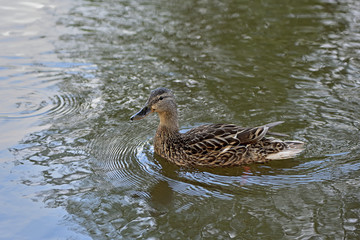 Duck in the water